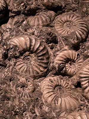 Fossil